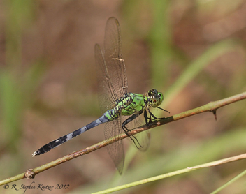 Erythemis simplicicollis, male